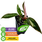 The Wellspring Gardens Pink Princess Philodendron (Philodendron erubescens) has green, variegated leaves with white spots and a pink-tinted leaf. Icons show a 30-day guarantee, 3–8 inch arrival height, and striking leaf patterns.