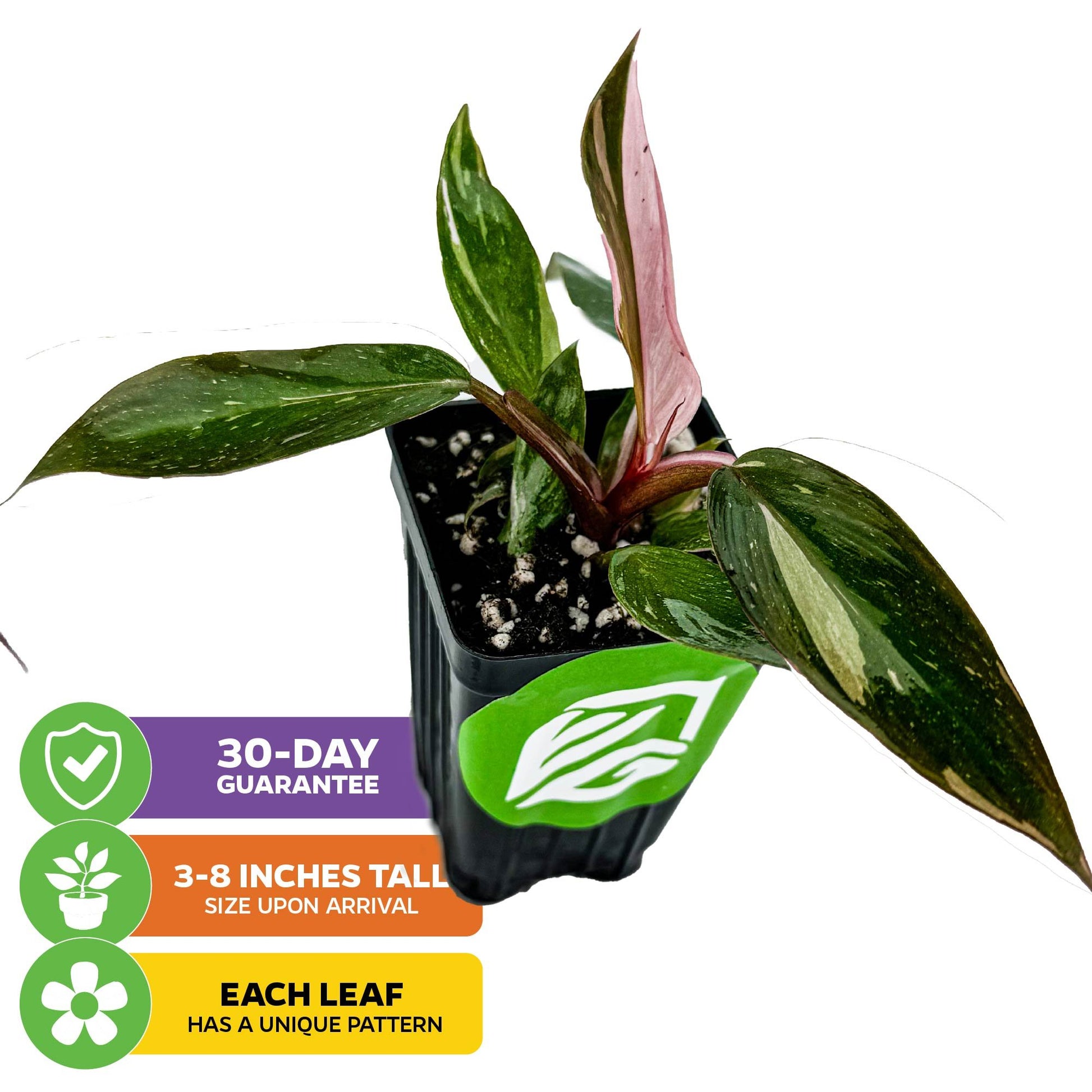 Pink Princess Philodendron - Philodendron erubescens