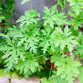 Close-up of lush, green Citrosa Pelargonium Geranium ‘Van Leenii’ by Wellspring Gardens—fragrant, deeply lobed and serrated mosquito-fighting leaves growing densely outdoors in sunlight.