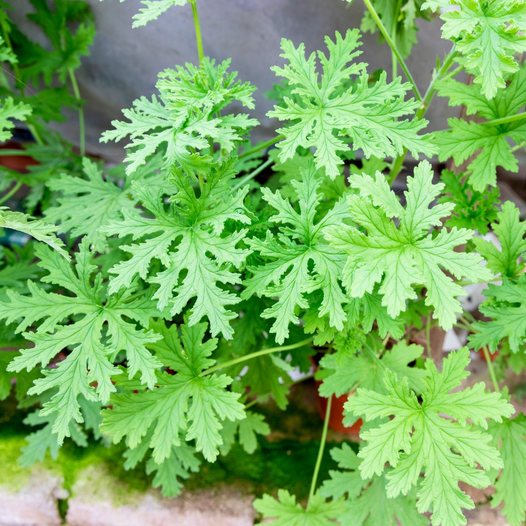 Close-up of lush, green Citrosa Pelargonium Geranium ‘Van Leenii’ by Wellspring Gardens—fragrant, deeply lobed and serrated mosquito-fighting leaves growing densely outdoors in sunlight.