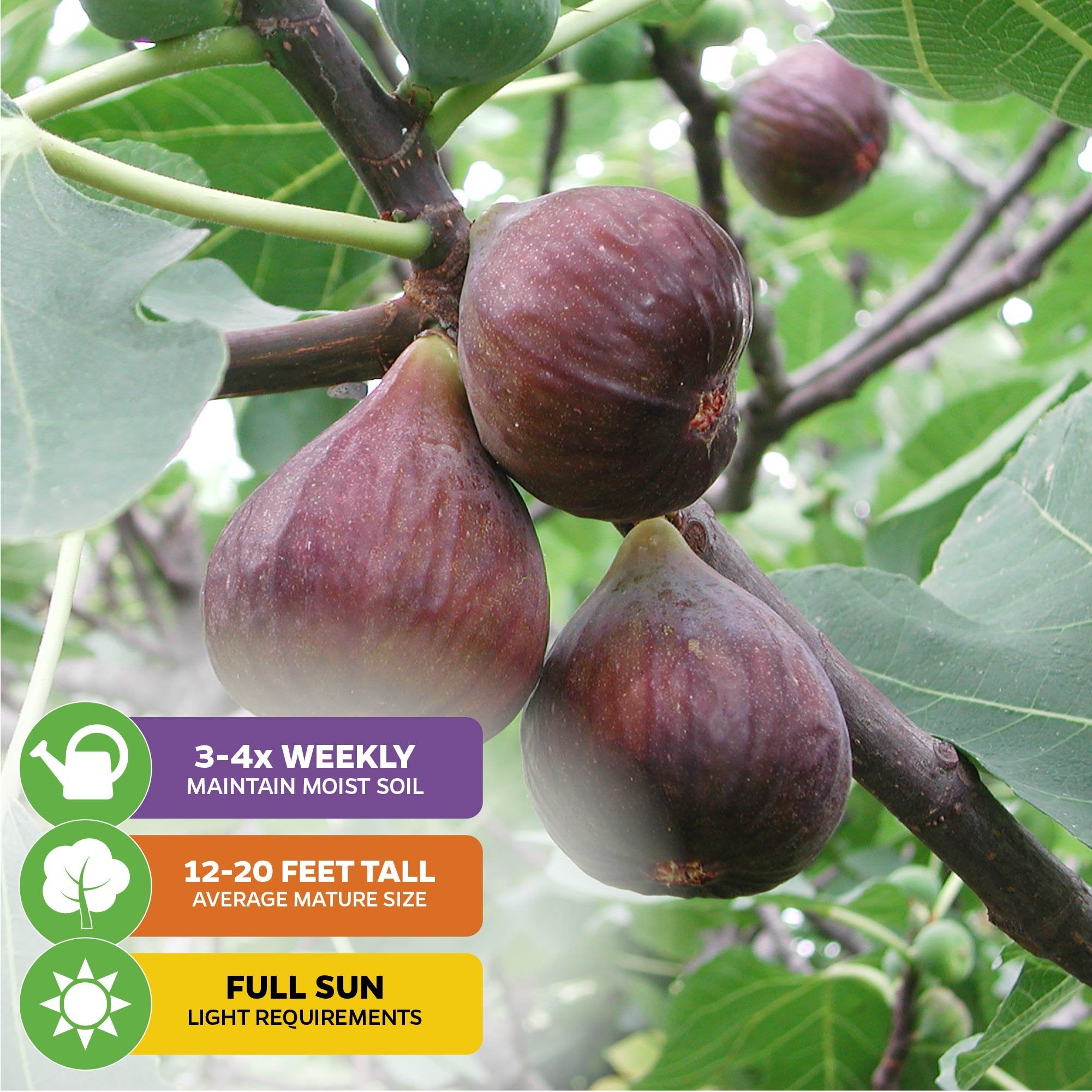 Close-up of a ripe Chicago Hardy Fig Tree - Ficus carica by Wellspring Gardens, growing among green leaves. Icons show care: self-pollinating, water 3-4x/week, reaches 12-20 ft mature height, and requires full sun.