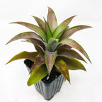 The Wellspring Gardens Lucidas Pineapple (Ananas lucidas) is a small potted succulent with pointed, overlapping leaves that are green at the base and fade to purple tips, displayed against a plain white background.