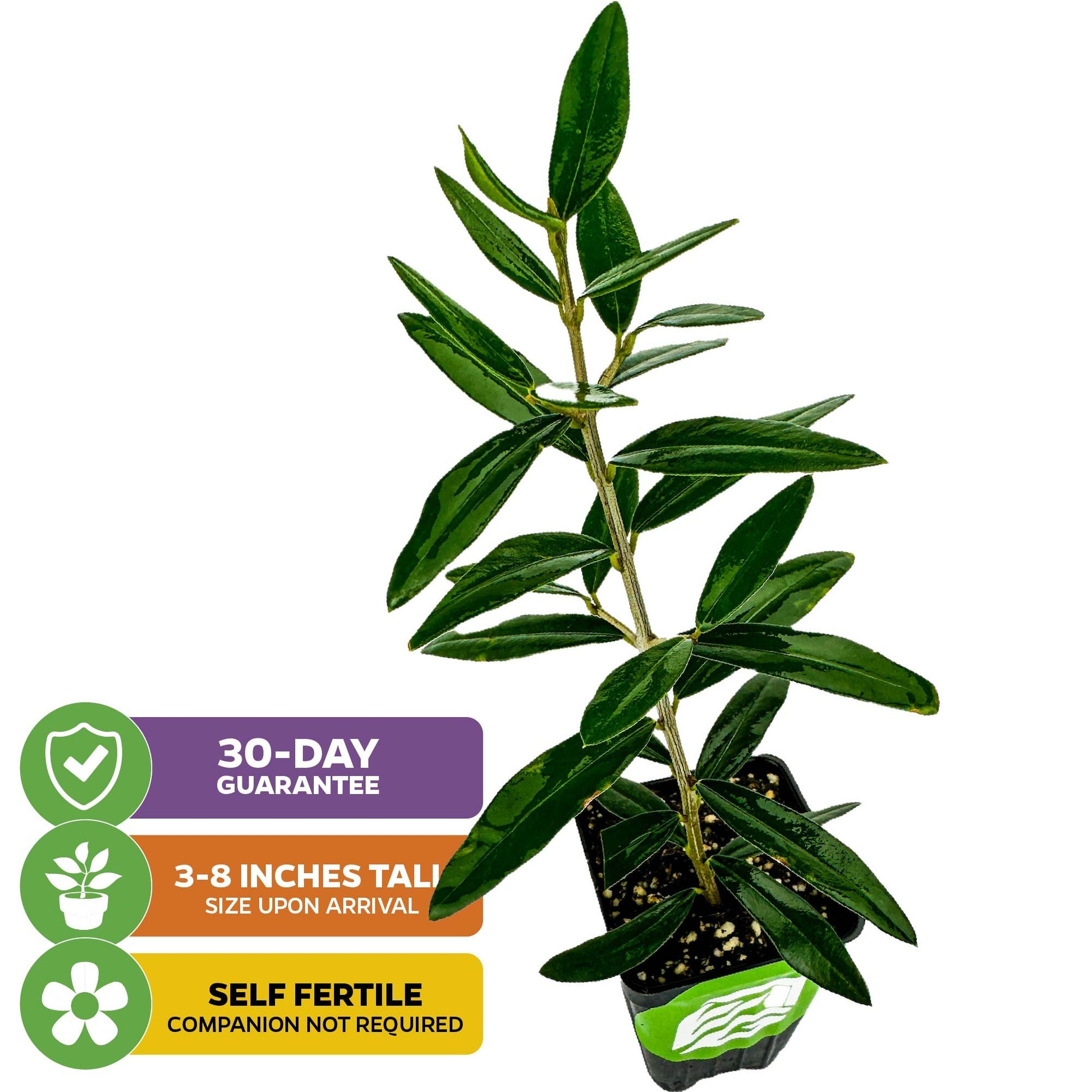Chemlali Olive Tree - Olea europaea