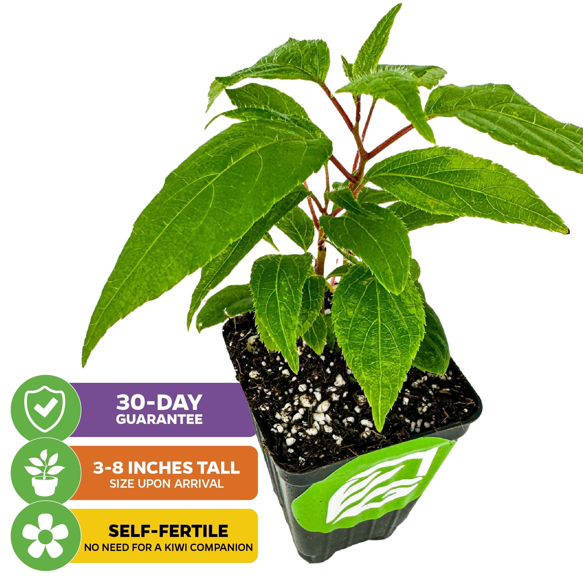 Prolific Hardy Kiwi - Actinidia arguta – Wellspring Gardens