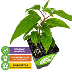 The Prolific Hardy Kiwi (Actinidia arguta) from Wellspring Gardens is a small, potted, self-fertile plant with smooth green leaves. Icons show: “30-day guarantee,” “3-8 inches tall on arrival,” and “Self-fertile: no companion needed.”.