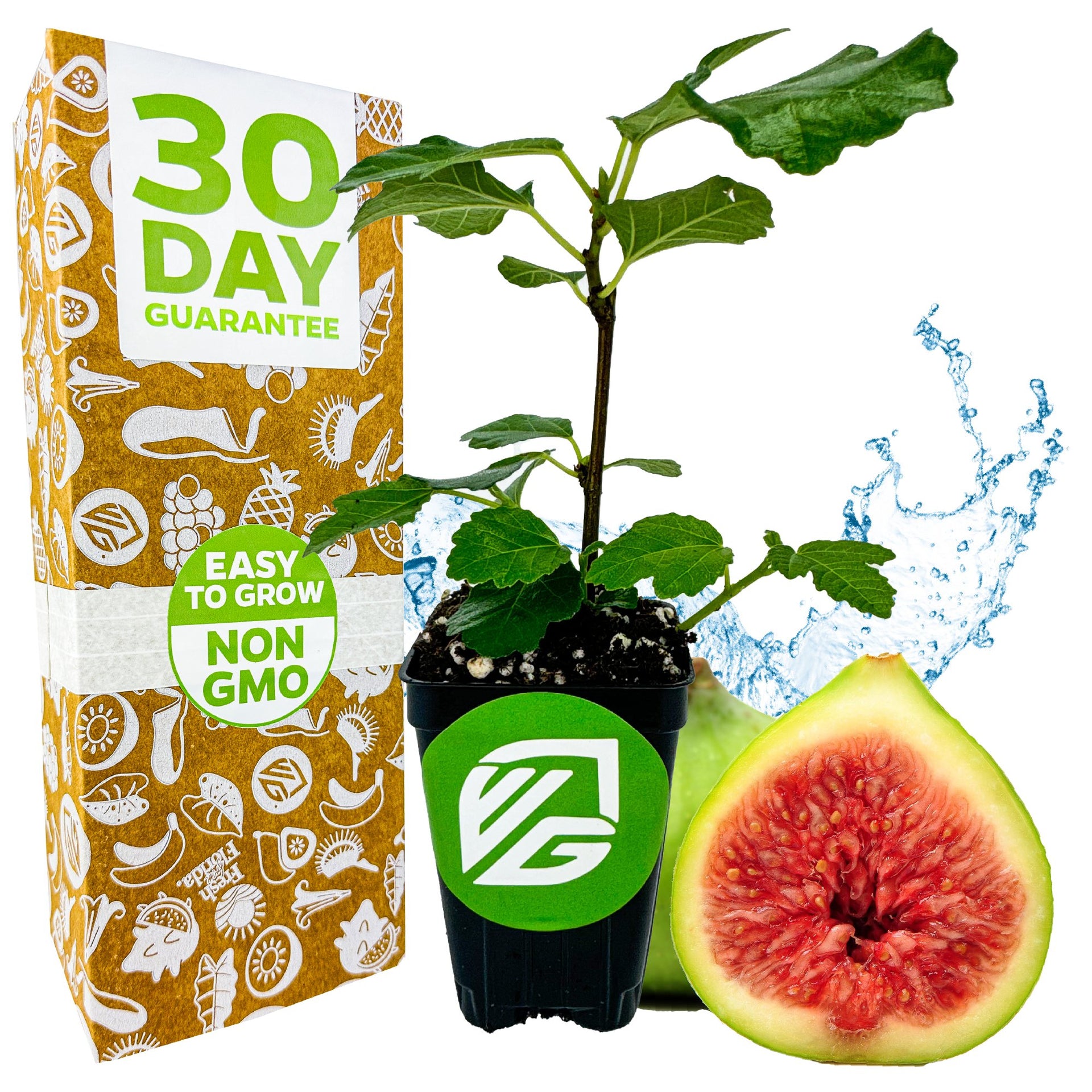 fig plant fertilizer Kadota Fig