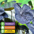 Close-up of Wellspring Gardens’ Black Coral Elephant Ear PPAF (Colocasia esculenta) displays glossy dark leaves with water droplets. Overlay: USDA zones 7b–11, dormant in winter, prefers a 20-10-20 fertilizer ratio.