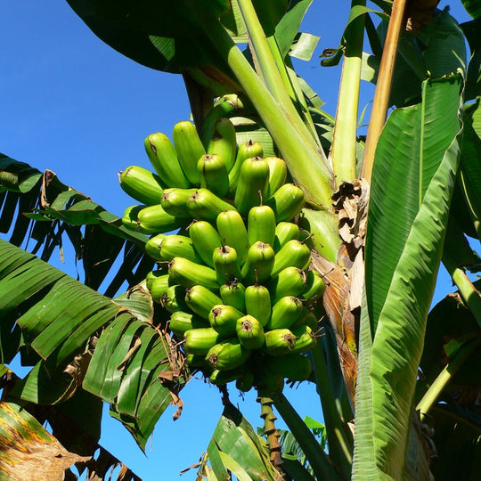 Popoulu "Red Trunk" Tongan/Hawaiian Banana - Musa