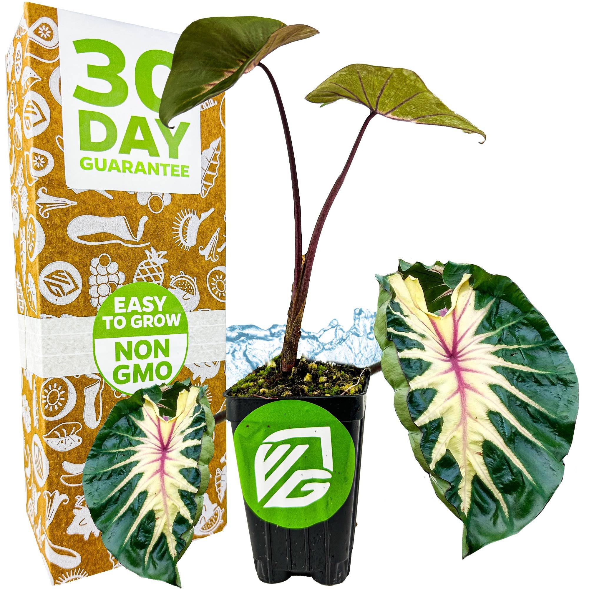A Waikiki Elephant Ear (Colocasia esculenta) from Wellspring Gardens sits in a black pot beside its box, which highlights a 30 Day Guarantee and Easy to Grow Non GMO labels.