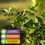 Glossy green leaves of Yerba Mate (Ilex paraguariensis) from Wellspring Gardens shine in sunlight, hinting at this energizing South American tea. Care: Water 3–4x/week, grows up to 40 ft, thrives in full/part sun. Blurred green background.