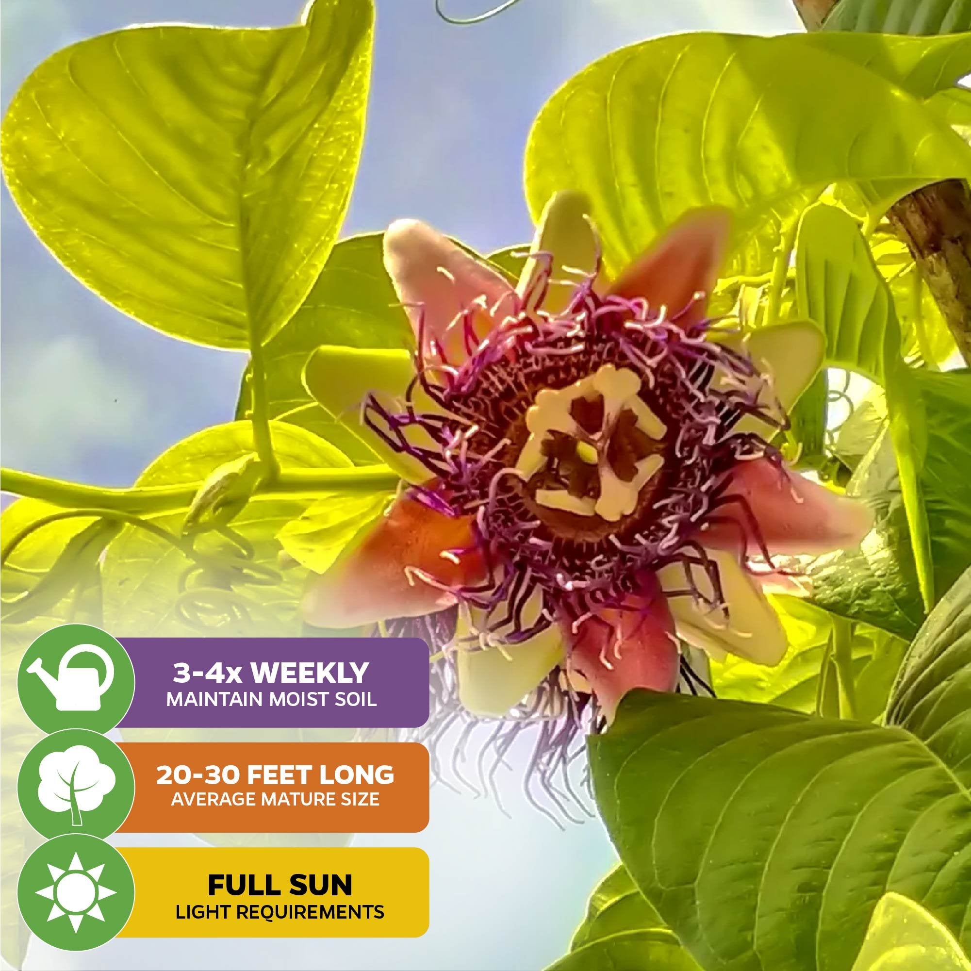 A close-up of Wellspring Gardens’ Granadilla Passion Fruit Vine (Passiflora quadrangularis), thriving among green leaves. Water 3-4x weekly, grows 20-30 feet, needs full sun—perfect for butterfly gardens in vibrant outdoor spaces.