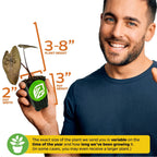 A smiling man holds a Wellspring Gardens Black Coral Elephant Ear PPAF (Colocasia esculenta) in a 3-inch-tall, 2-inch-wide pot. Graphics show its glossy dark leaves reach 3–8 inches. Note: plant size varies by growing time.