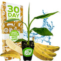 A young Dwarf Orinoco Banana - Musa from Wellspring Gardens sits in a small pot before a box labeled 30 Day Guarantee, Easy to Grow, and Non GMO—ideal for container growing—with bananas and water splash in the background.