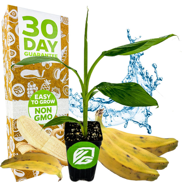 medium_595a6d87-9c18-4ffe-9f1a