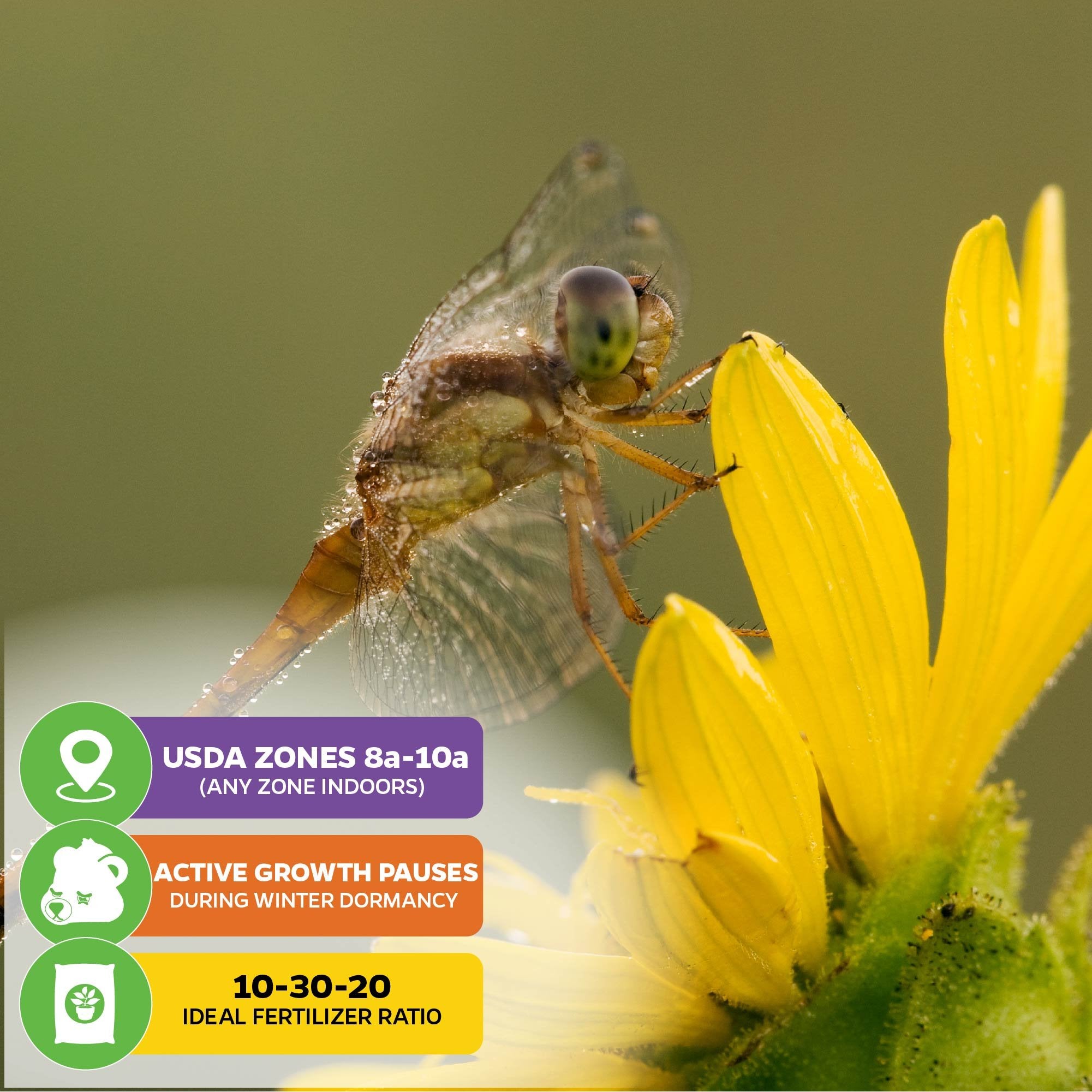 A dragonfly rests on a yellow Starry Rosinflower (Silphicum asteriscus) by Wellspring Gardens, with info boxes: USDA Zones 8a-10a, winter dormancy halts growth, and ideal fertilizer ratio is 10-30-20.