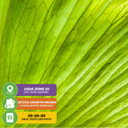 Close-up of a bright green Elephant Staghorn Fern (Platycerium elephantotis) leaf by Wellspring Gardens. Info boxes: USDA Zone 10, growth pauses in winter, ideal fertilizer 20-20-20.