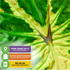 Close-up of Wellspring Gardens’ White Lava Elephant Ear (Colocasia) leaf with care tips: USDA zones 7b–11, winter dormancy pause, and best fertilized with a 20-10-20 mix.