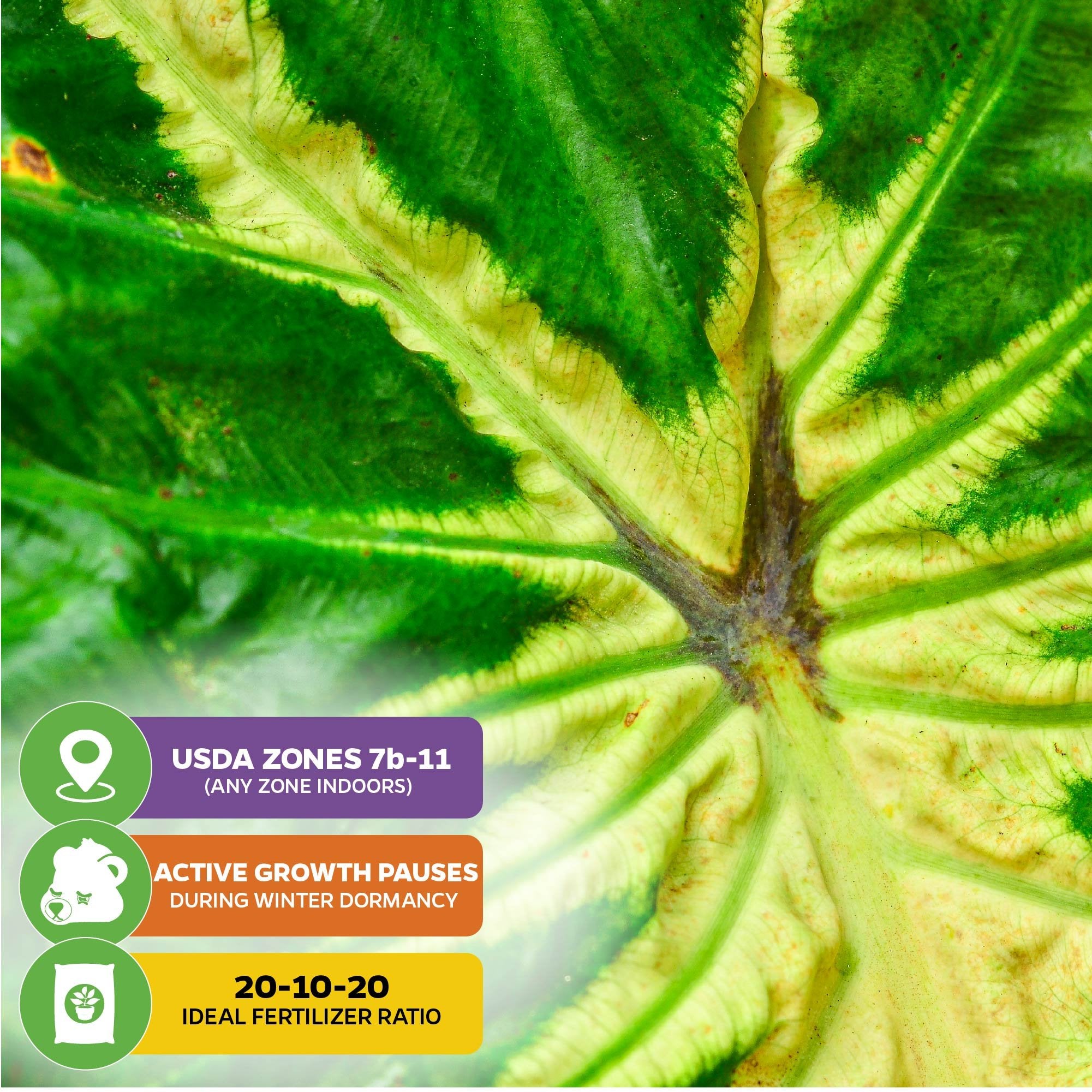Close-up of Wellspring Gardens’ White Lava Elephant Ear (Colocasia) leaf with care tips: USDA zones 7b–11, winter dormancy pause, and best fertilized with a 20-10-20 mix.