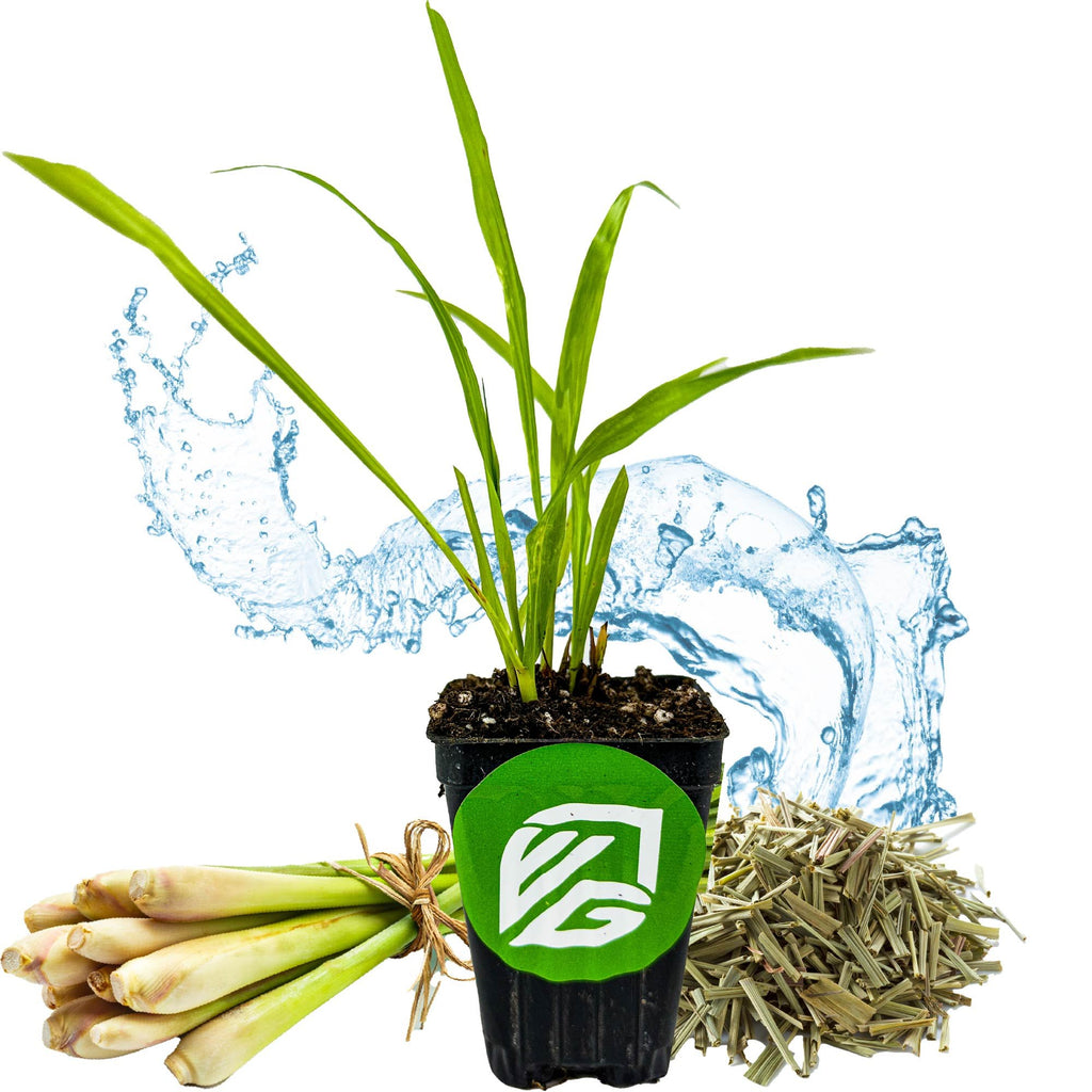Lemon Grass - Cymbopogon citratus