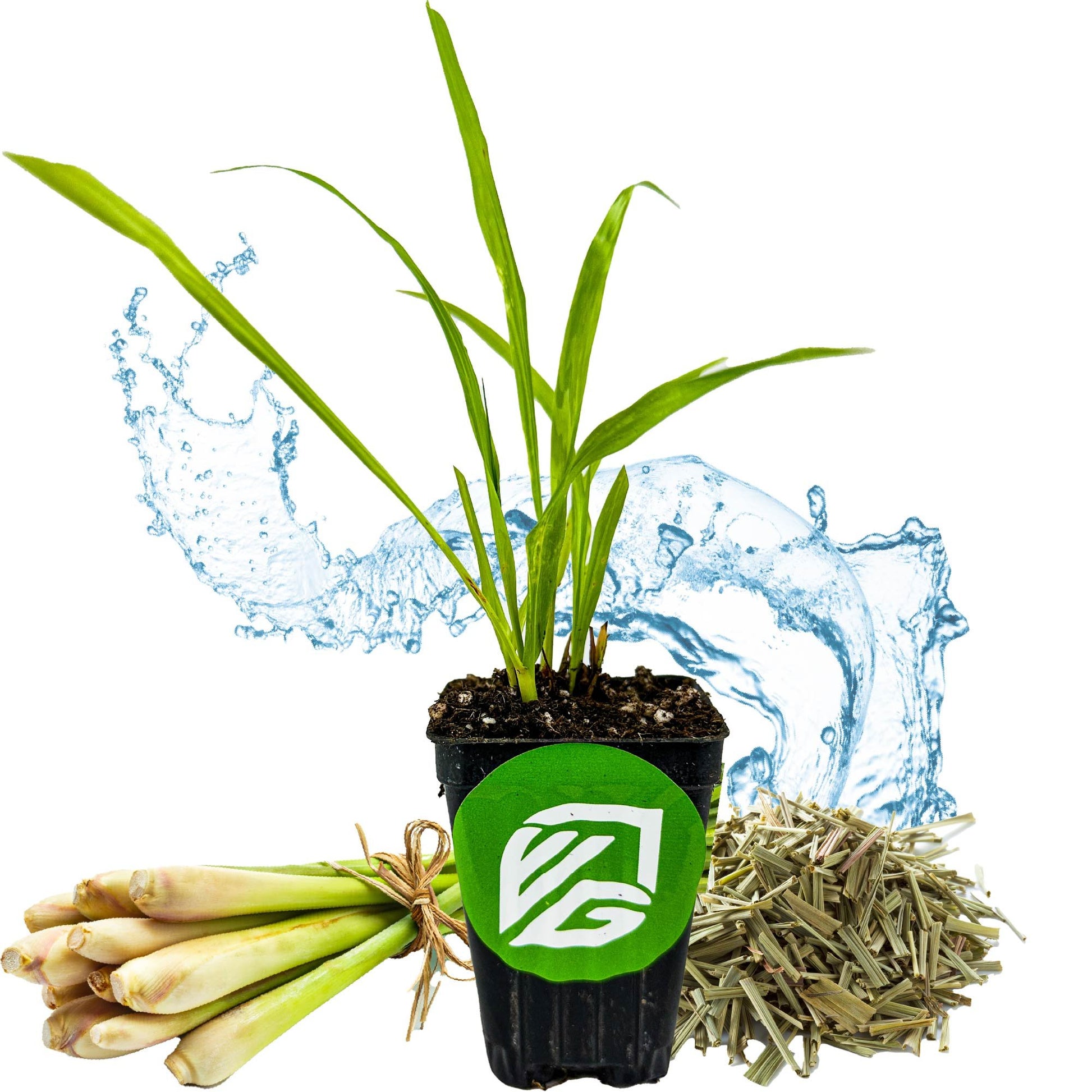 Lemon Grass - Cymbopogon citratus