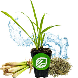 Lemon Grass - Cymbopogon citratus