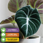 A close-up of Wellspring Gardens’ Black Velvet Elephant Ear (Alocasia reginula), featuring dark green leaves. Care icons: water 3–4 times a week, reaches 1–2 ft tall, and thrives in full to part shade.