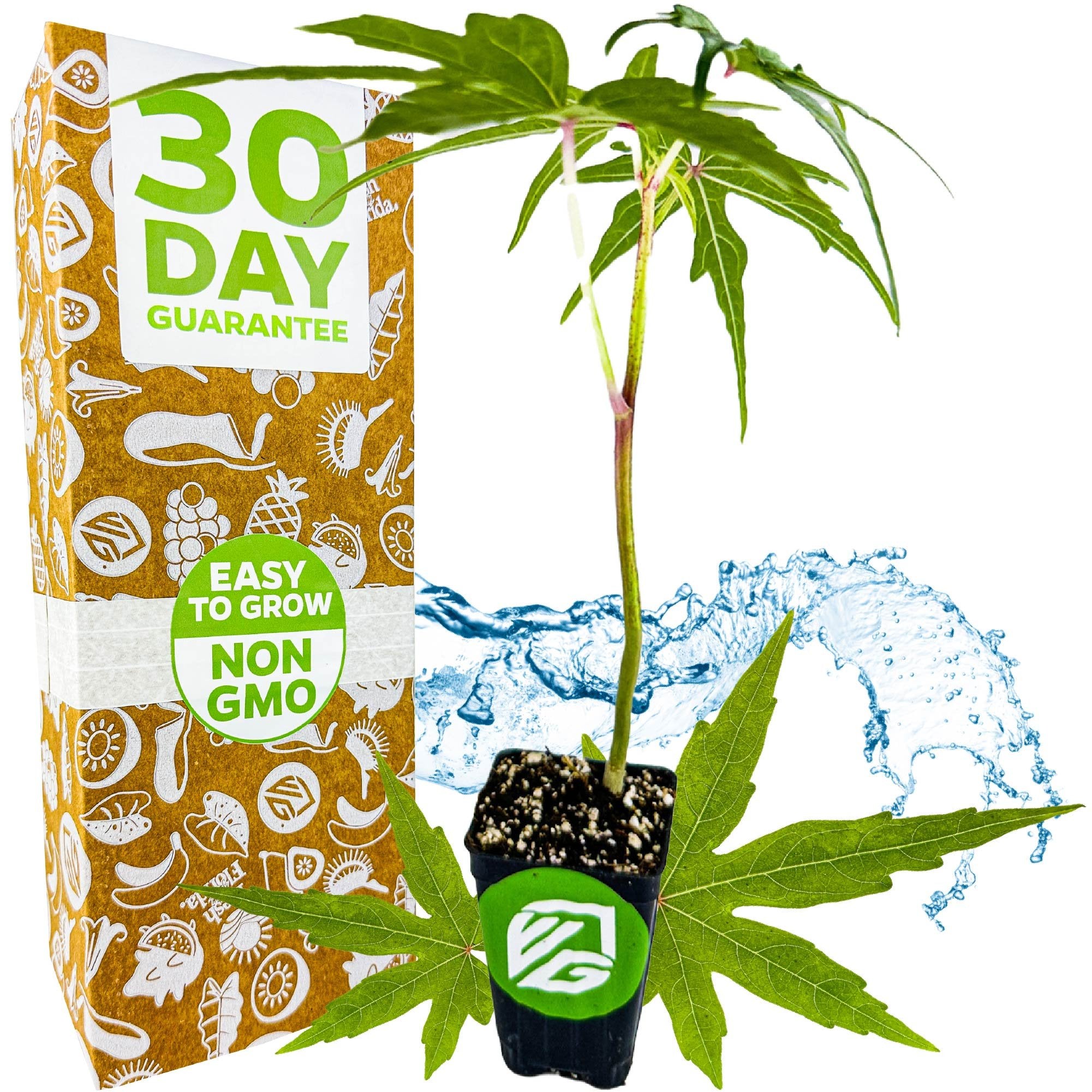 A young Chief Kubo's Prize South Sea Salad Bele Tree by Wellspring Gardens sits in a pot beside packaging marked 30 Day Guarantee, Easy to Grow, and Non GMO—perfect for growing with other edibles like hibiscus. Water splashes in the background.