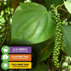 Close-up of Wellspring Gardens’ Black Pepper (Piper nigrum) vines with green peppercorns. Care icons: water 3-4x/week, grows 12-15 ft tall, needs full to partial sun for healthy black peppercorns.