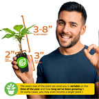 A smiling man holds a Wellspring Gardens Voodoo Lily (Amorphophallus konjac), showing its 3-8" plant height, 2" pot width, and 3" pot height. Note: Devil’s Tongue size may vary with season and growth time.
