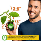 A smiling man holds a Wellspring Gardens Black Pepper (Piper nigrum) plant, a tropical vine grown for black peppercorns. Plant height: 3-8", pot width: 2", pot height: 3". Size varies by season and growth time.
