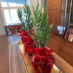 Three Upright Juniper Mini Christmas Trees (Juniperus chinensis 'Spiny Greek' by Wellspring Gardens), each wrapped in shiny red cellophane, are displayed on a golden tray as a festive dining table centerpiece. Live delivery guaranteed!.