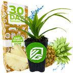 A potted White Jade Pineapple (Ananas comosus) from Wellspring Gardens sits before a box marked "30 Day Guarantee," with fresh pineapple fruit and water splashes in the background. The pot has a green Wellspring Gardens logo in white.