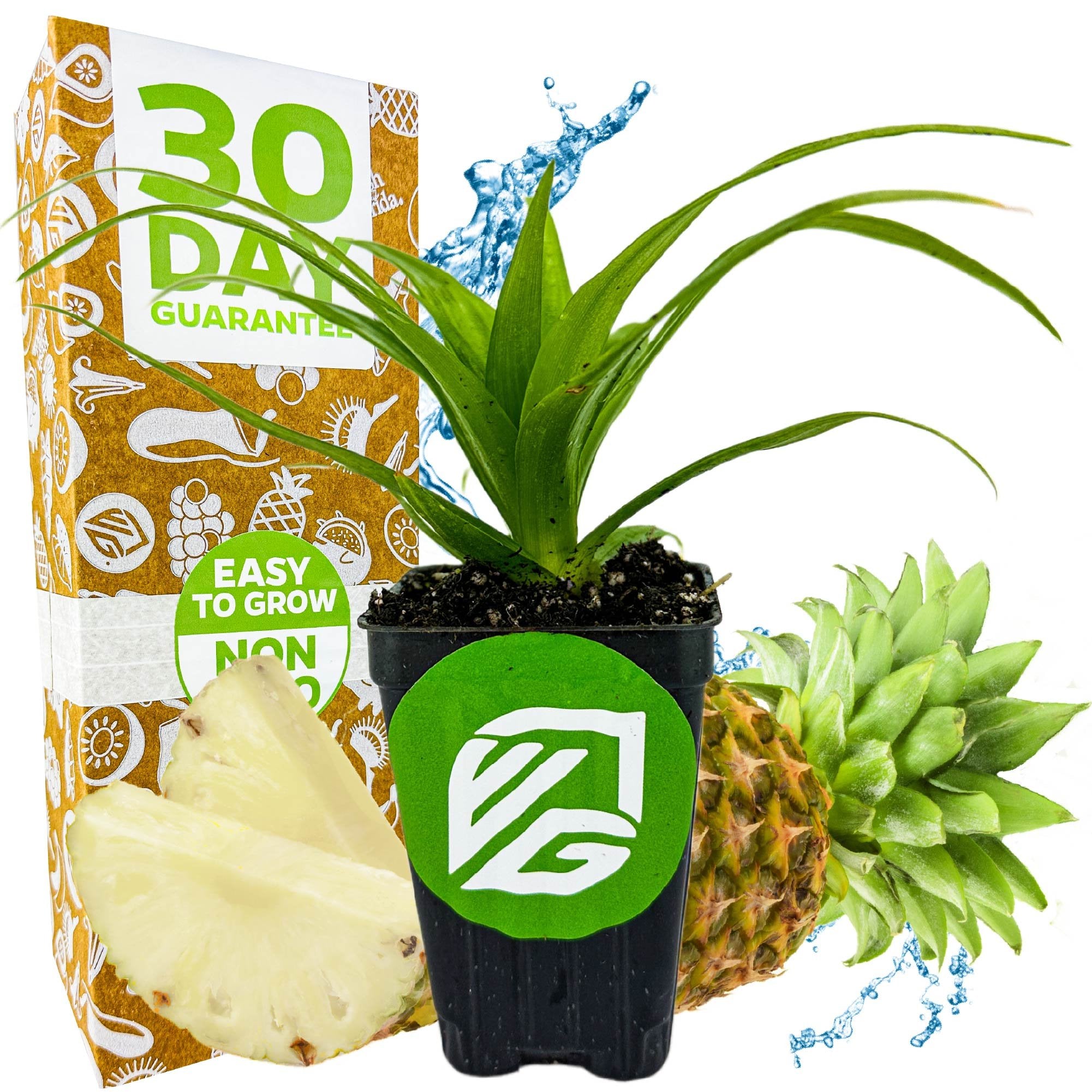A potted White Jade Pineapple (Ananas comosus) from Wellspring Gardens sits before a box marked "30 Day Guarantee," with fresh pineapple fruit and water splashes in the background. The pot has a green Wellspring Gardens logo in white.