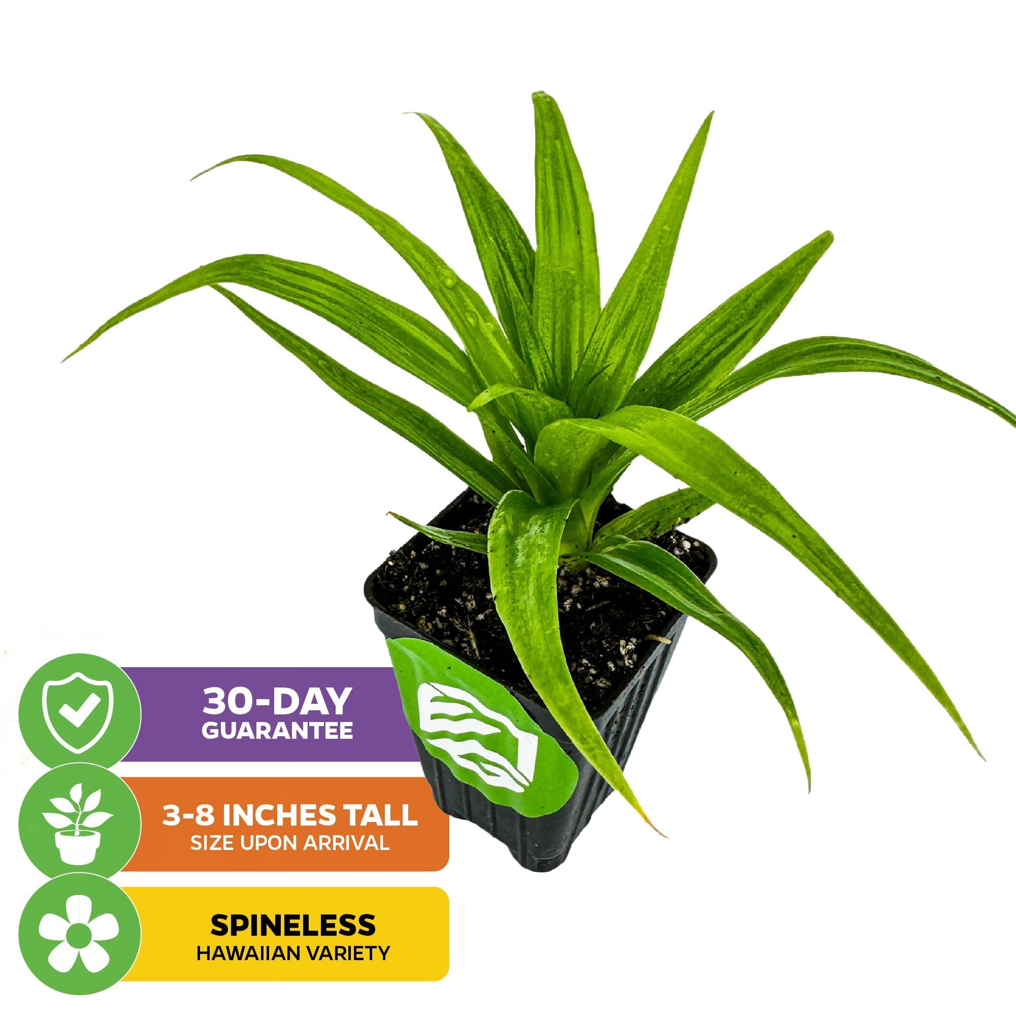 A compact, spineless White Jade Pineapple (Ananas comosus) from Wellspring Gardens arrives in a black pot, 3-8" tall. Icons show: Spineless Hawaiian variety, 30-day guarantee, and arrival size.