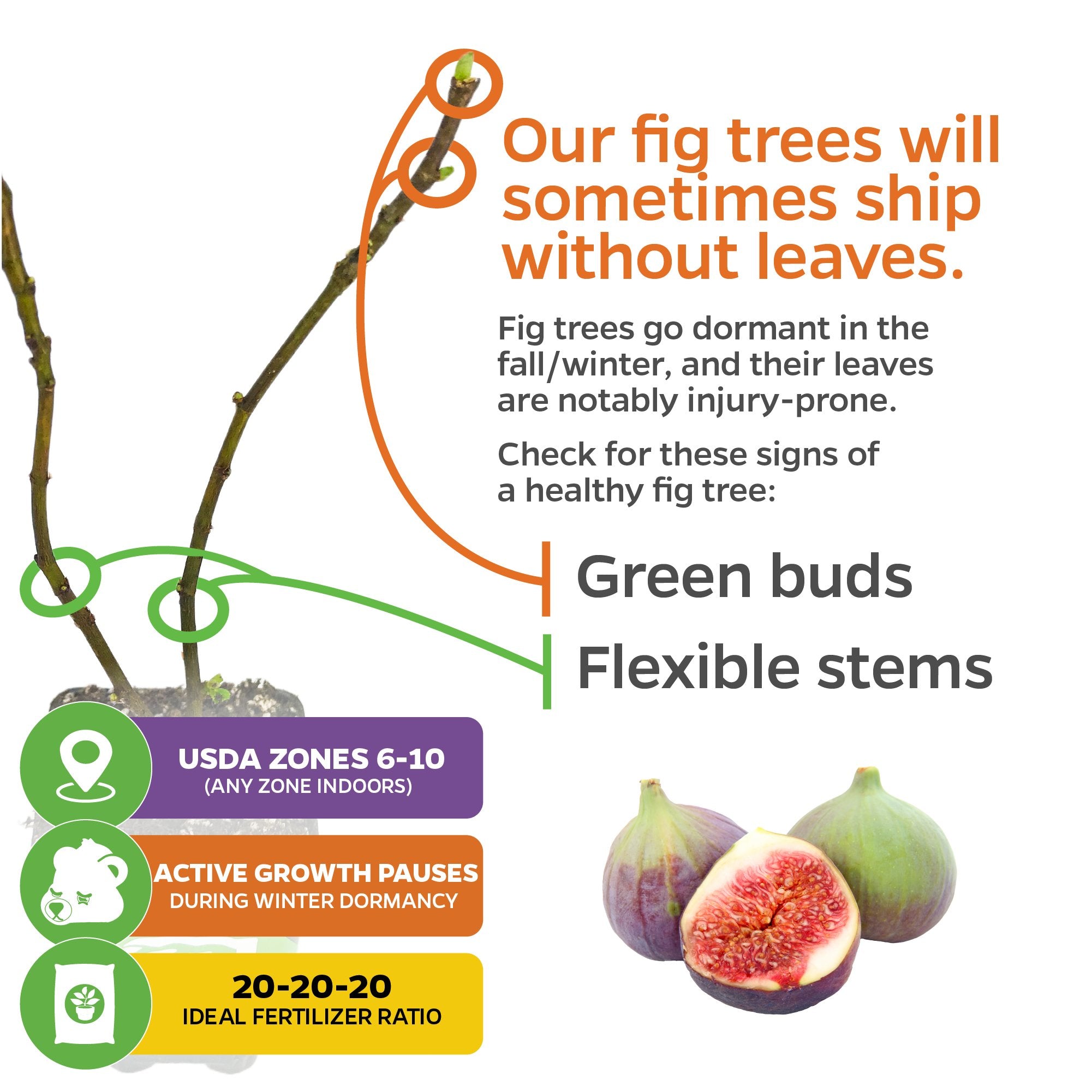Infographic of the Letizia Fig tree (Ficus carica) by Wellspring Gardens shows healthy, self-pollinating branches with green buds. Grows in USDA zones 6-10, pauses in winter; use 20-20-20 fertilizer. Includes image of fresh figs.