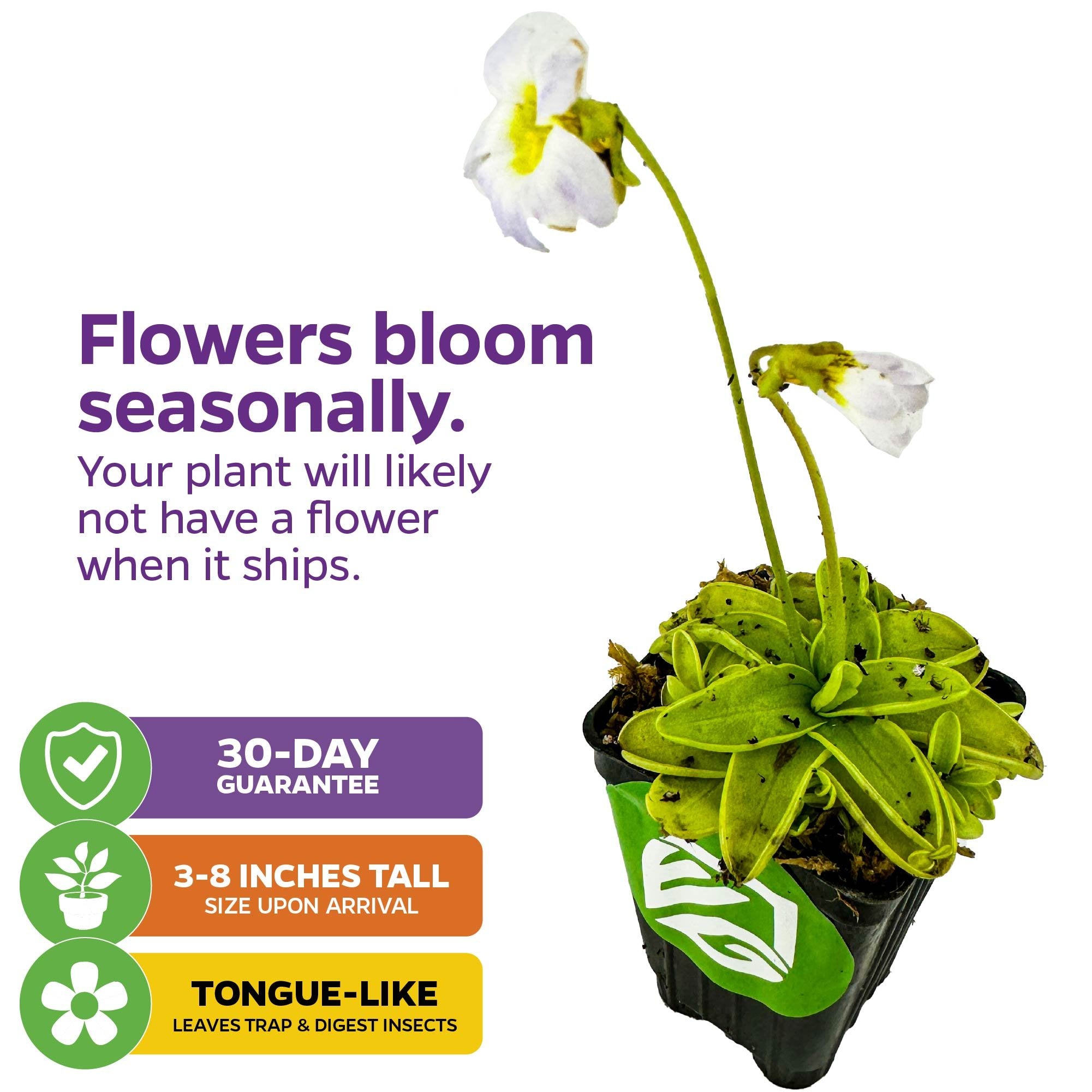 The Wellspring Gardens Butterwort (Pinguicula primuliflora) features white flowers and green, tongue-like insect-trapping leaves, blooms seasonally, grows 3-8 inches tall, and comes with a 30-day guarantee.
