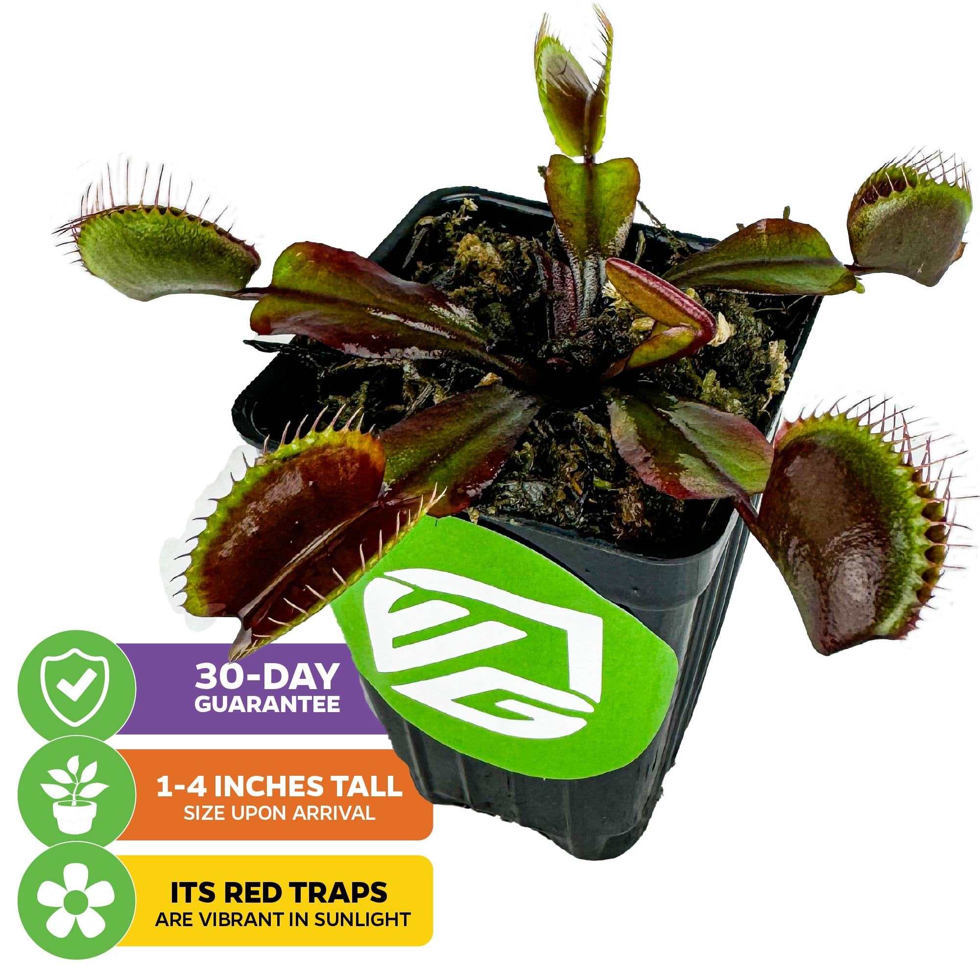 The Wellspring Gardens Akai Ryu Venus Fly Trap (Red Dragon) arrives 1–4" tall in a black pot with green logo. Icons: 30-day guarantee. Its open, spiky red traps are extra vibrant in sunlight.