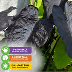 Large, dark leaves of the Black Sapphire Gecko Elephant Ear - Colocasia by Wellspring Gardens glisten in sunlight; overlaid icons show care instructions for watering, mature height, and sunlight needs.