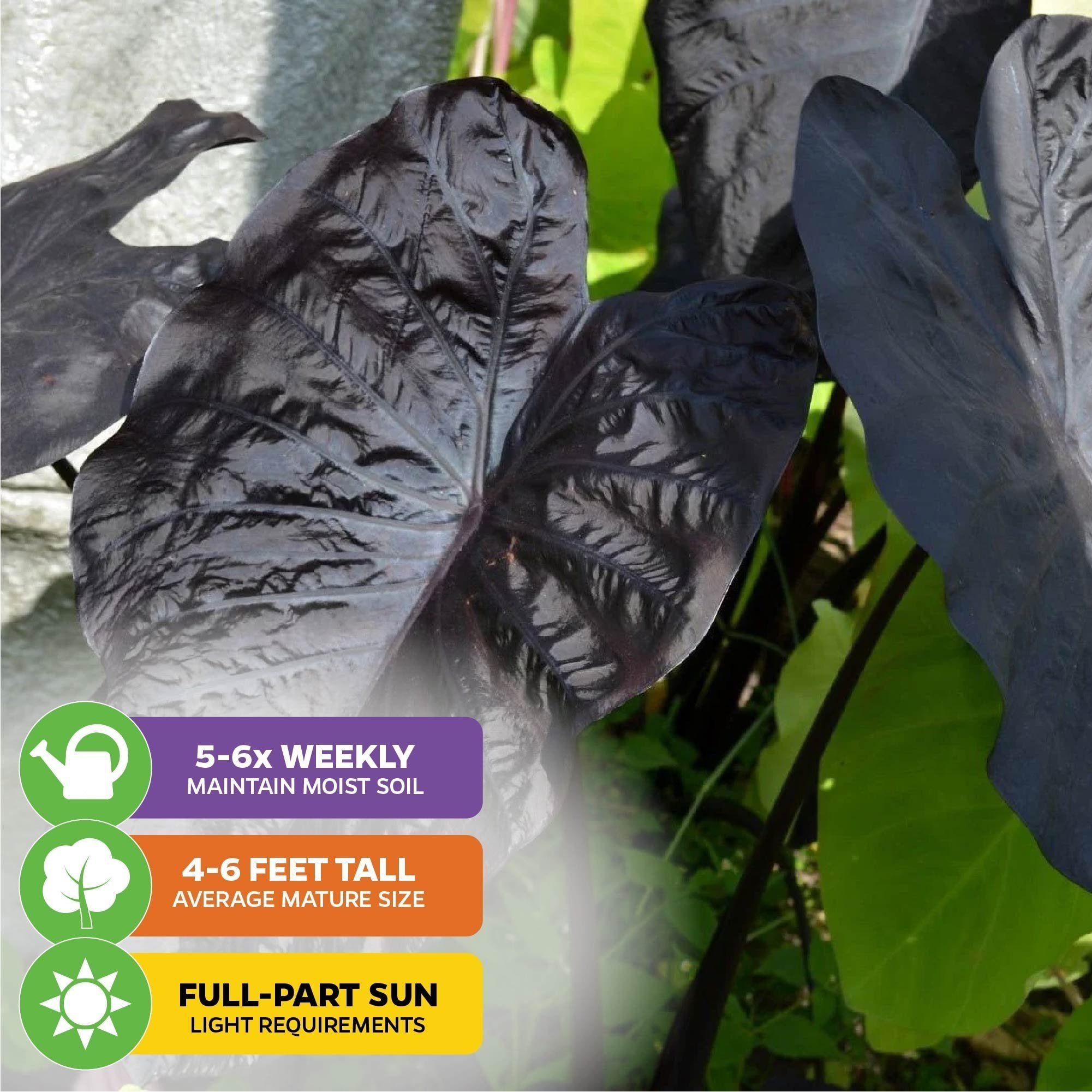 Large, dark leaves of the Black Sapphire Gecko Elephant Ear - Colocasia by Wellspring Gardens glisten in sunlight; overlaid icons show care instructions for watering, mature height, and sunlight needs.