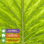 Close-up of a Borneo King Elephant Ear - Alocasia leaf by Wellspring Gardens, showcasing veins and water droplets. Care icons: water 3-4x weekly, grows 7-10 ft, thrives in filtered sunlight—ideal for northern climates.