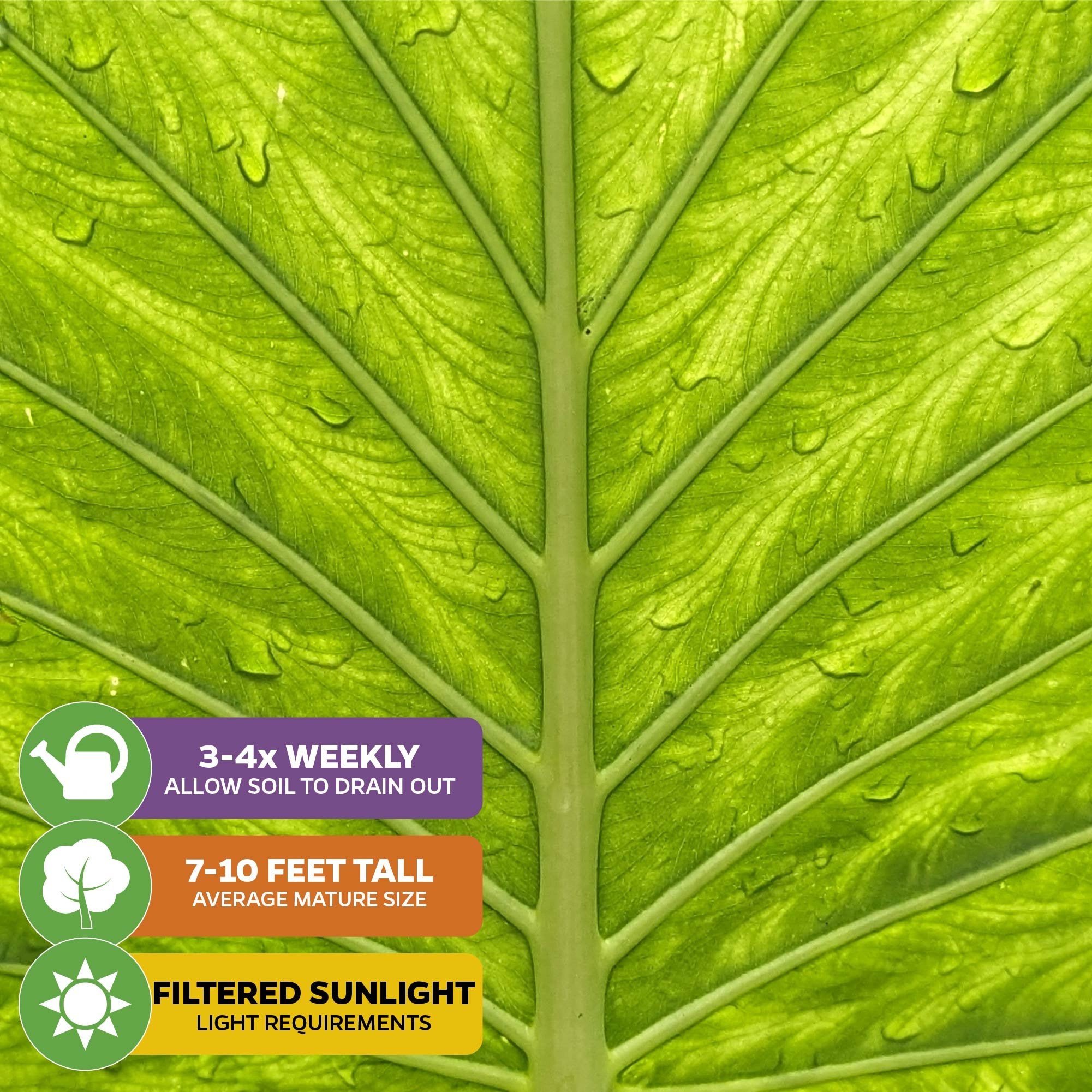 Close-up of a Borneo King Elephant Ear - Alocasia leaf by Wellspring Gardens, showcasing veins and water droplets. Care icons: water 3-4x weekly, grows 7-10 ft, thrives in filtered sunlight—ideal for northern climates.