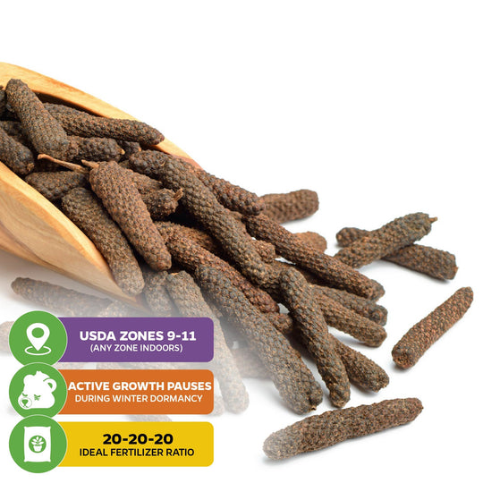 Long Pepper - Piper longum