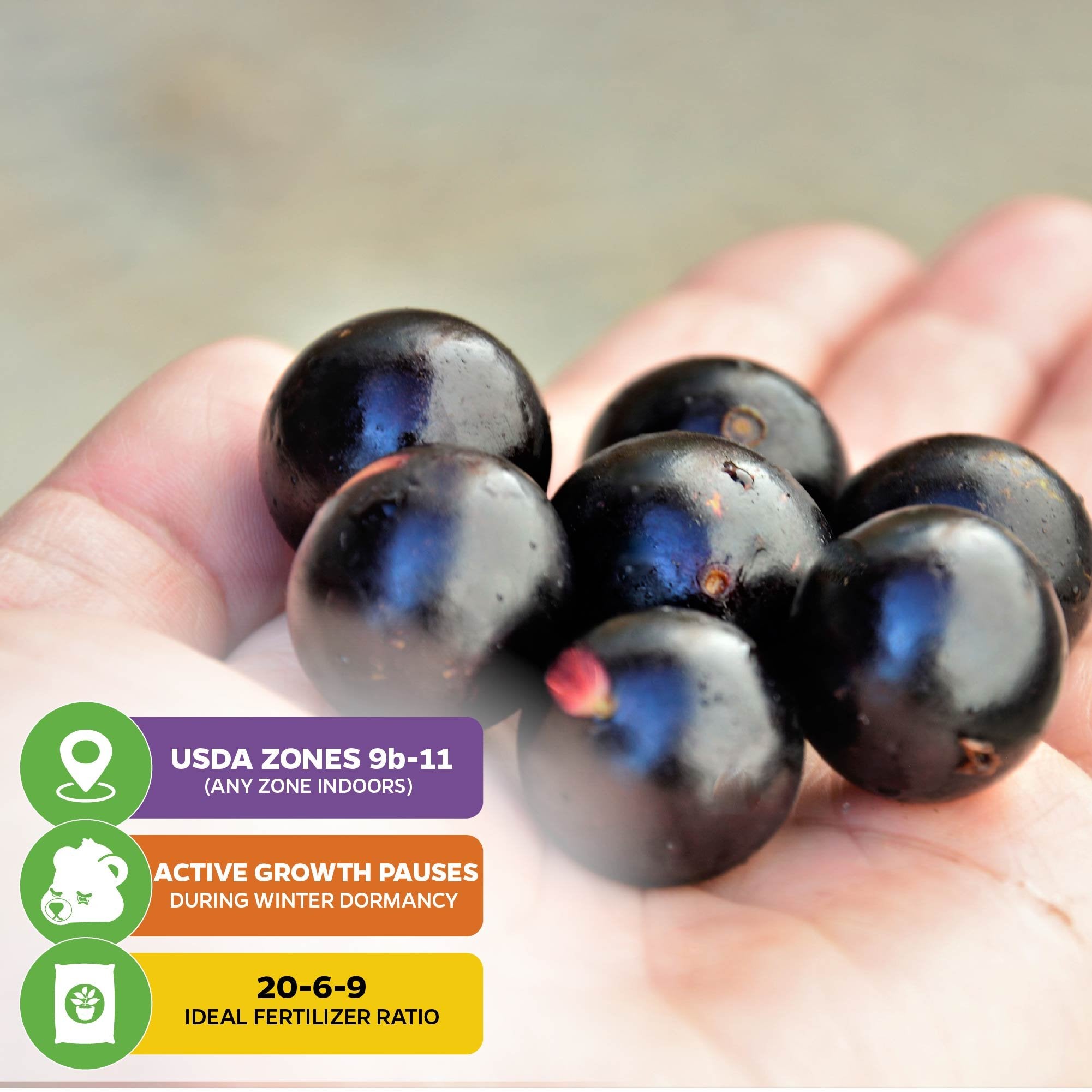 A hand holds several dark purple Jaboticaba—Myrciaria Plinia cauliflora from Wellspring Gardens. Overlays show USDA zones 9b-11, note winter dormancy halts growth, and display optimal 20-6-9 fertilizer ratio with icons.