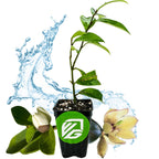 A Banana Shrub (Magnolia figo) by Wellspring Gardens in a small pot with lush green leaves, white and yellow flowers, and a green VG logo. A water splash graces the background.