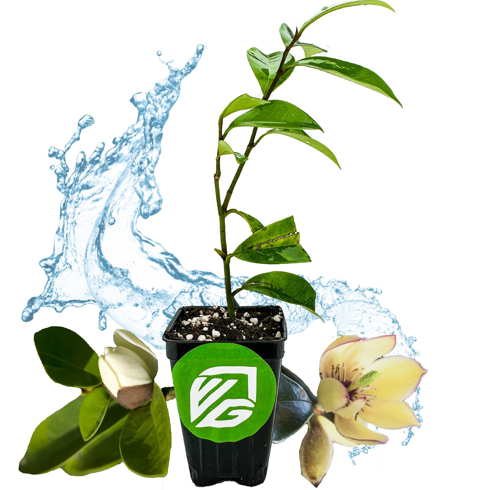 A Banana Shrub (Magnolia figo) by Wellspring Gardens in a small pot with lush green leaves, white and yellow flowers, and a green VG logo. A water splash graces the background.