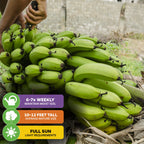 A person harvests a large bunch of Wellspring Gardens Lacatan Banana (Lakatan) - Musa outdoors by a brick wall. Infographic: water 6-7x weekly, grows 10-12 ft tall, needs full sun. Rich in beta-carotene, this dessert banana thrives with care.