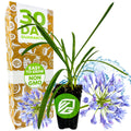 Agapanthus Lily of the Nile - Agapanthus africanus