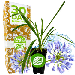 Agapanthus Lily of the Nile - Agapanthus africanus