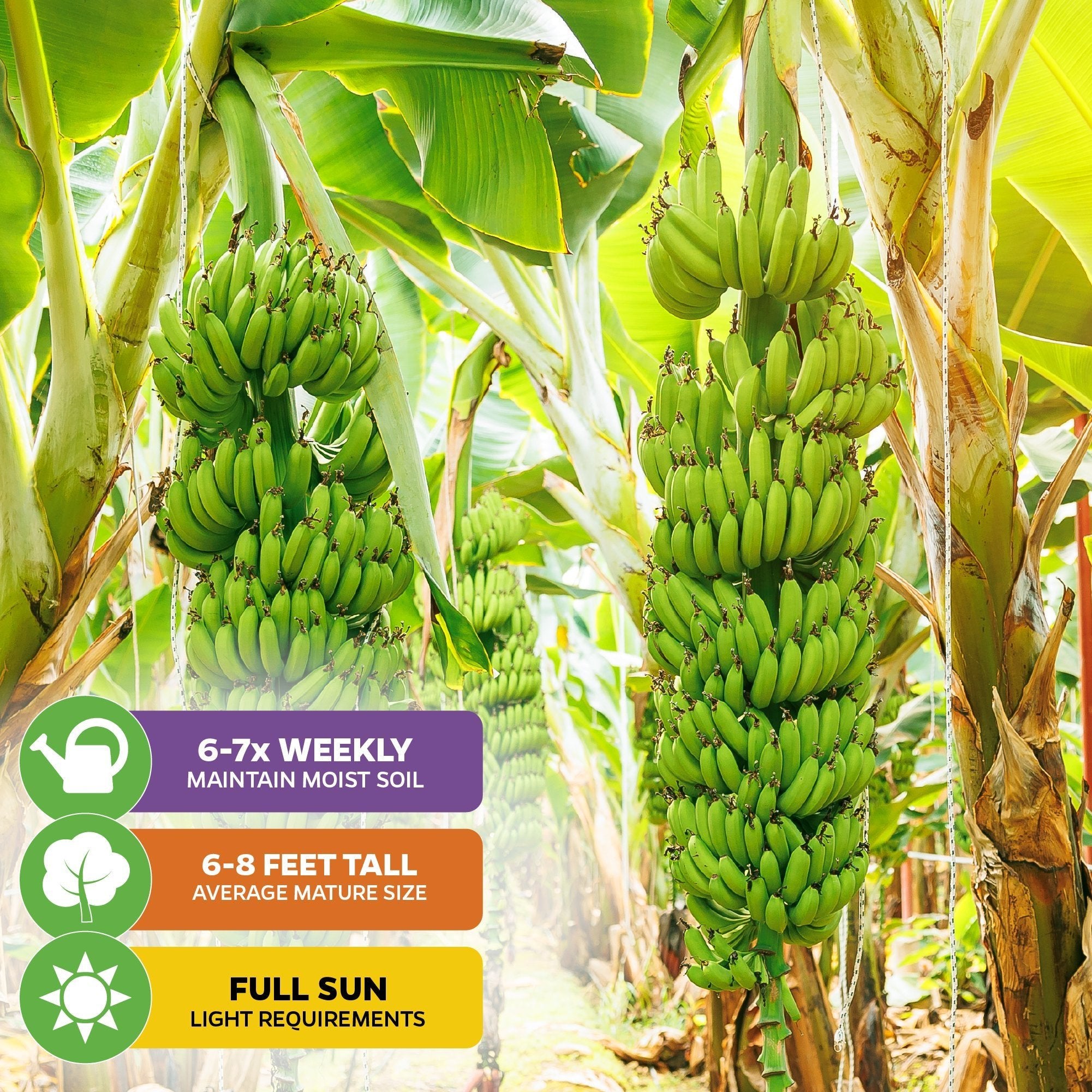 Banana 'Double Mahoi' for Sale | Banana 'Double Mahoi' (Musa