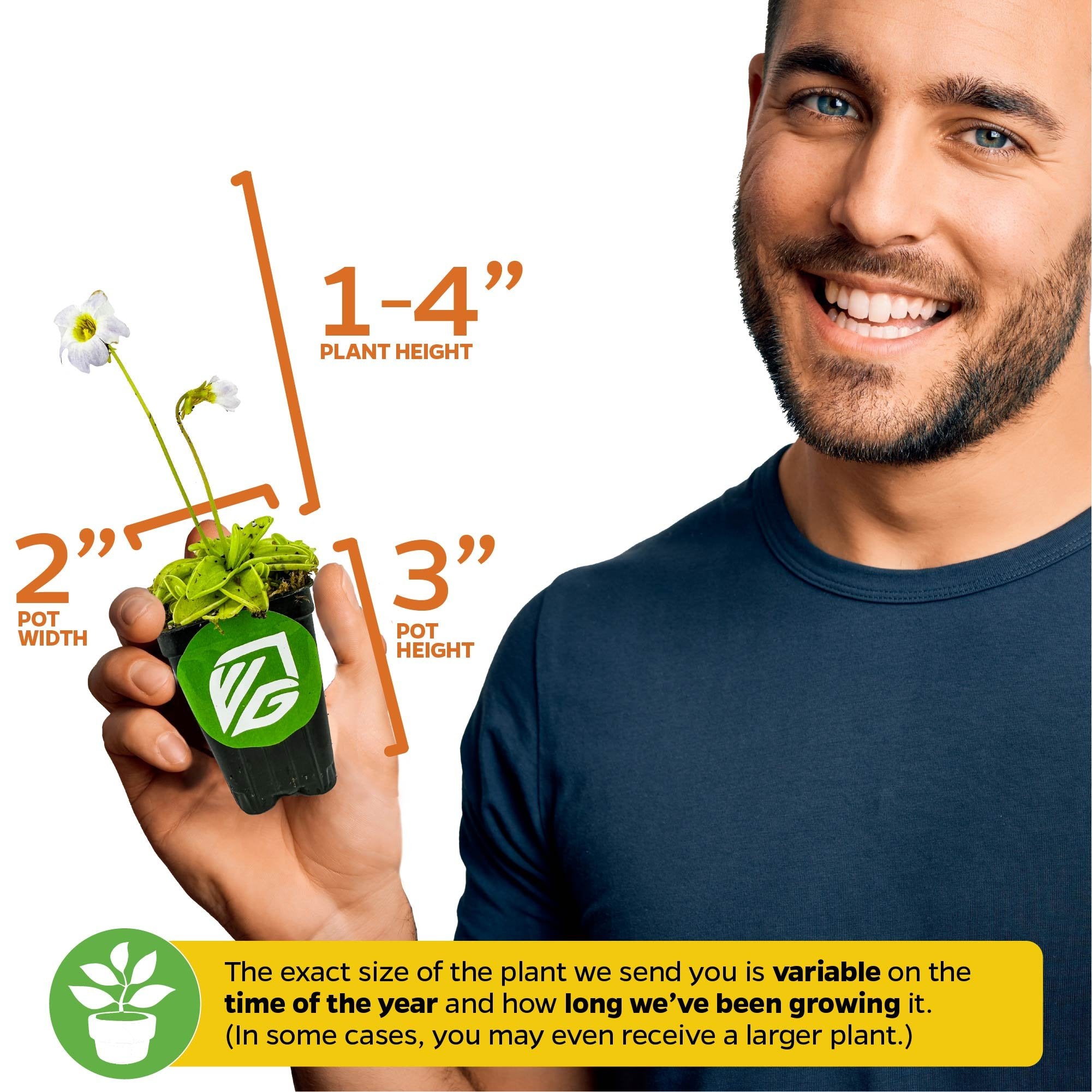 A smiling man holds a Wellspring Gardens Spoonleaf Sundew Carnivorous (Drosera spathulata): plant height 1–4", pot height 3", pot width 2". Note: size varies by season and growth time.